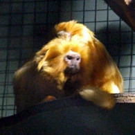 Golden Lion Tamarin at Mogo Zoo