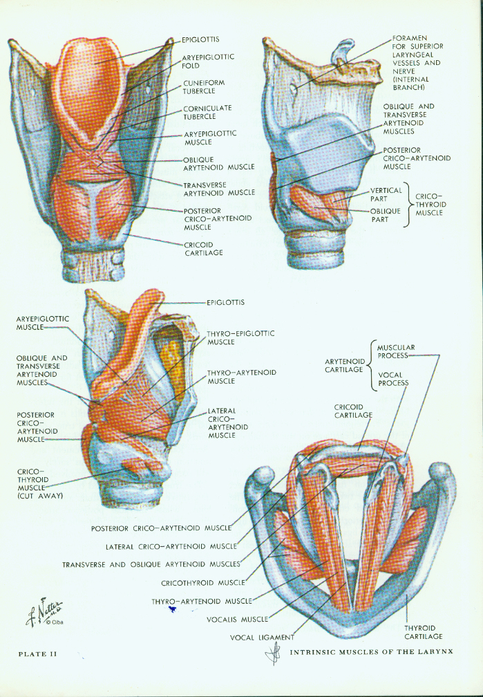 Your Larynx is Showing « repotext