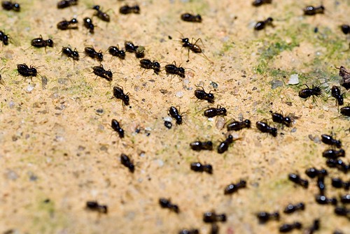 Termite Army
