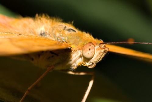 Moth Eye
