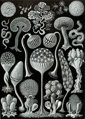  Mycetozoa from Ernst Haeckel's 1904 Kunstformen der Natur (Artforms of Nature) 