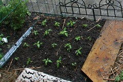 peppers planted