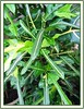 Codiaeum variegatum 'Arrowhead' (Croton, Variegated Laurel)
