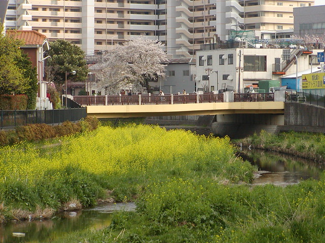 裏手の野川も４月には、桜と菜の花が咲いて...