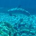 070428 underwater dolphin
