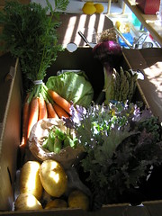 Our CSA Veggie Box This Week