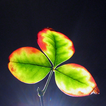 Backlit leaf experiment (#5)