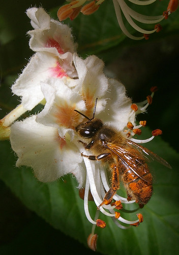 Chestnut Pollinator