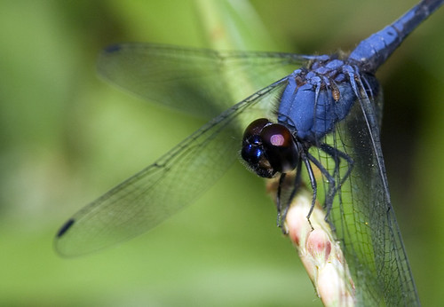 dragonfly blue left