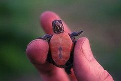 midland painted turtle hatchling