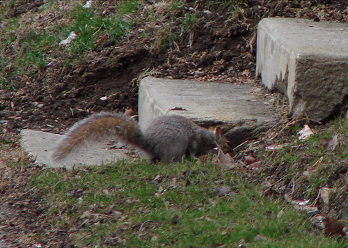 Squirrel and steps