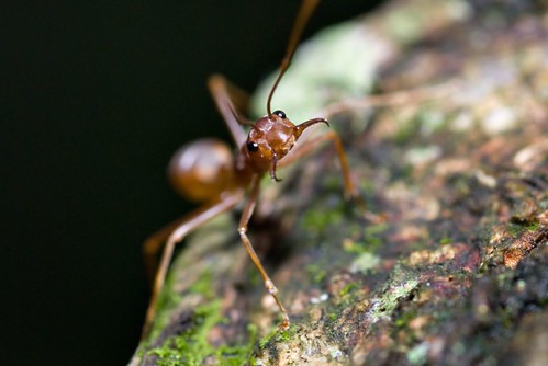 Fire Ant Portrait
