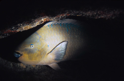 1985-018-01: Rainbow parrotfish