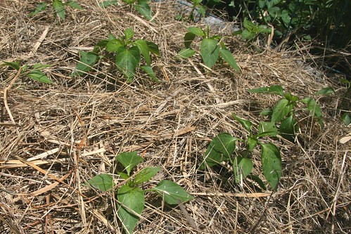mulched peppers