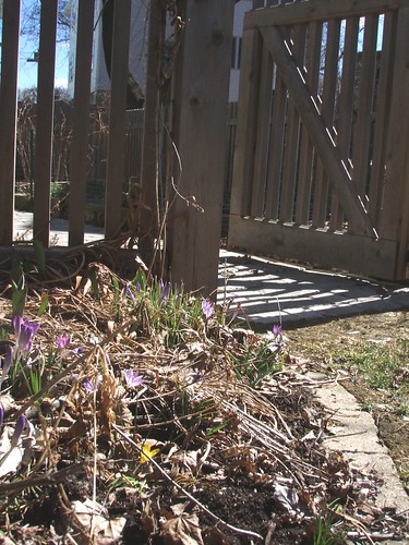 crocuses by the gate