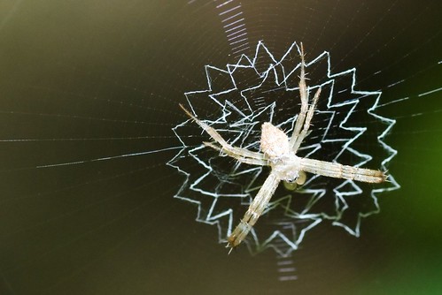 St Andrews Cross Spider