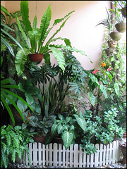 A section of our garden porch, May 2007