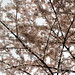 Blossom Canopy