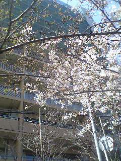 4月頭の午後、海老川から桜越しに撮ってみ...