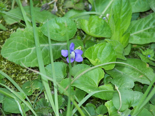 Wild Violet