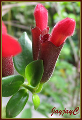 Buds of Aeschynanthus radicans 'Crispa' (Lipstick Plant) in our garden