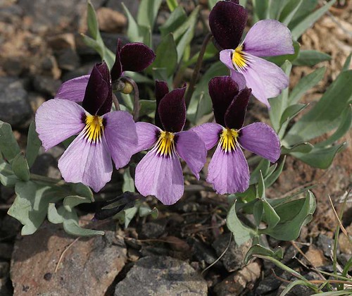 Viola trinervata - Sagebrush violet