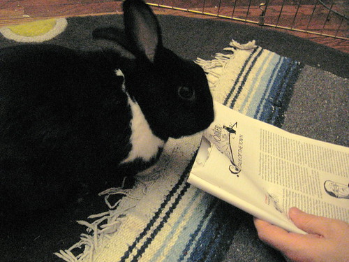 The Pulitzers: Rabbiting On - The Village Voice