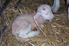 Cute baby lamb