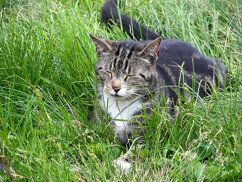 Snake in the Grass