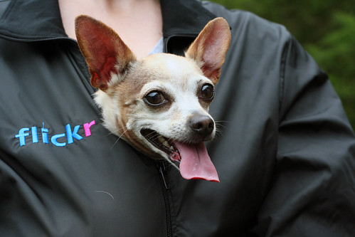 Flickr Chihuahua