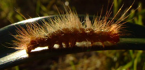 caterpillar macro