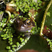 Hazel Frog II - Stockport