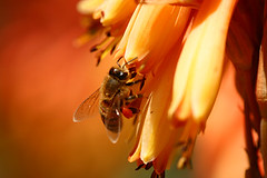 Peril of honey bees