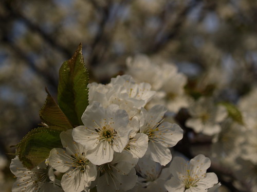 Cherry Blossom Photo