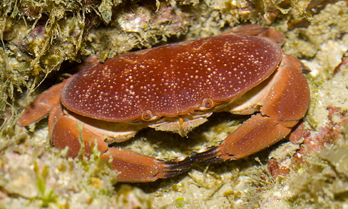 red egg crab