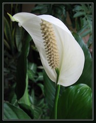 Spathiphyllum spp. 'Mauna Loa Supreme'