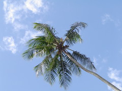 Anglų lietuvių žodynas. Žodis coconut-palm reiškia kokoso palmių lietuviškai.