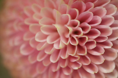 chrysanthemum ＫＩＫＵ