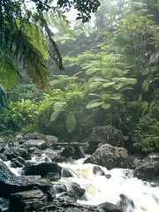 El Yunque Rainforest, Puerto Rico 3