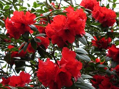 Ruddy Red Rhododendrons