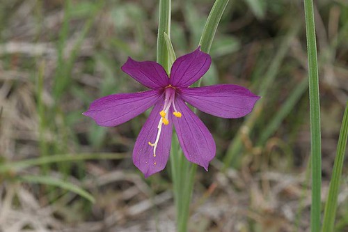 Olsynium douglasii - Purple-eyed grass