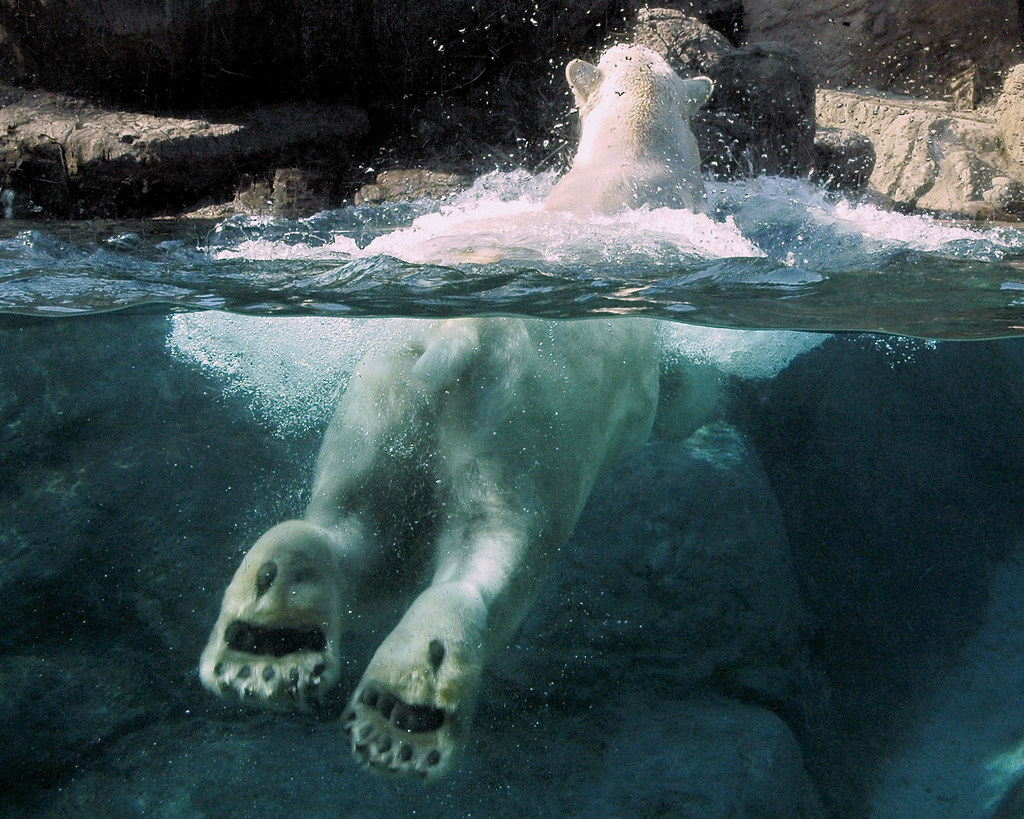 photo d'un ours polaire dans l'eau - Flickr