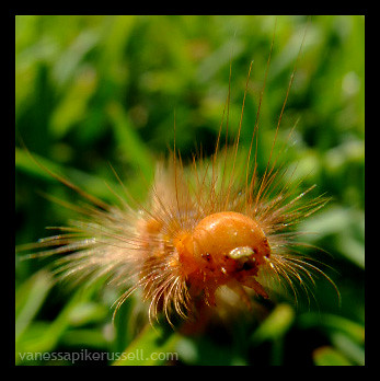 Tiger Moth Caterpillar macro - isn't he cute?