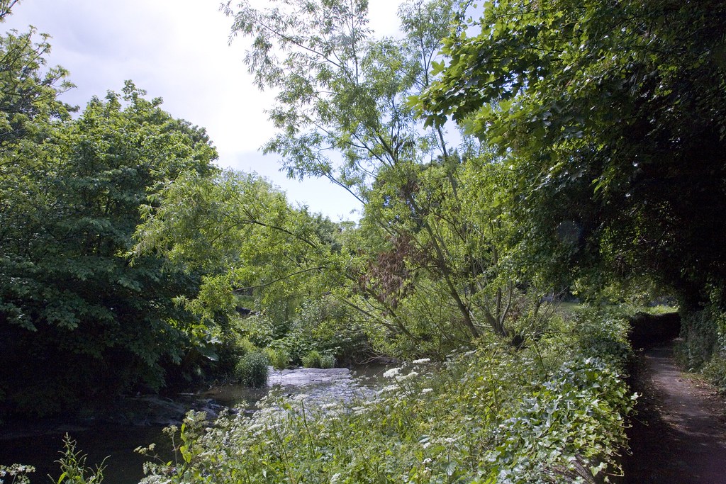 ALONG THE BANKS OF THE DODDER (Between Clonskeagh and Milltown)