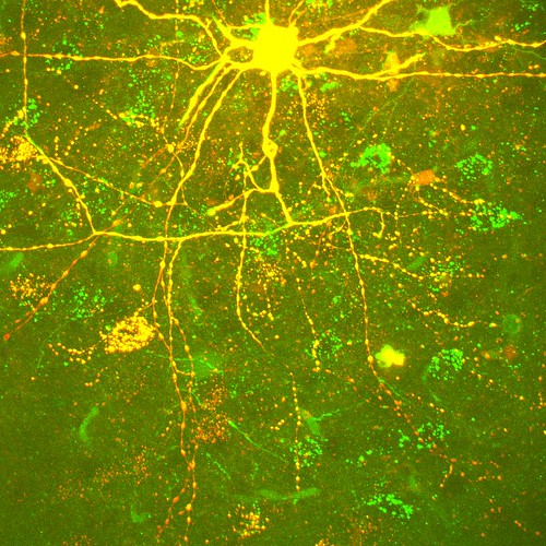 Neuron - Photo by Mark Miller