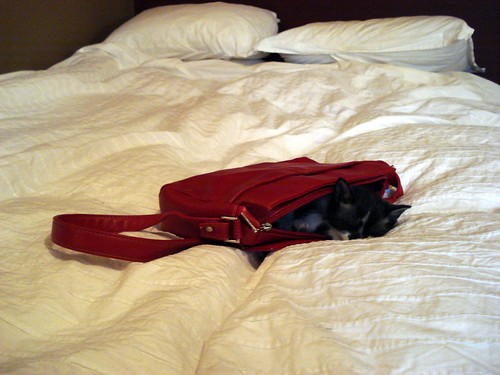 a whole bed and he chooses to sleep in the purse