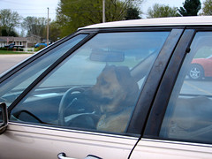 Dogs Driving Cars