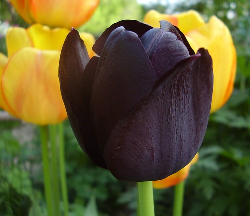 tulipa gesneriana  garden tulip