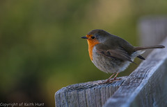Robin in the evening sun