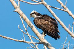 Osprey poses for pictures